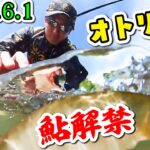 オトリ150匹完売【2023.6.1久慈川鮎解禁】天然遡上がスゴ過ぎた!!
