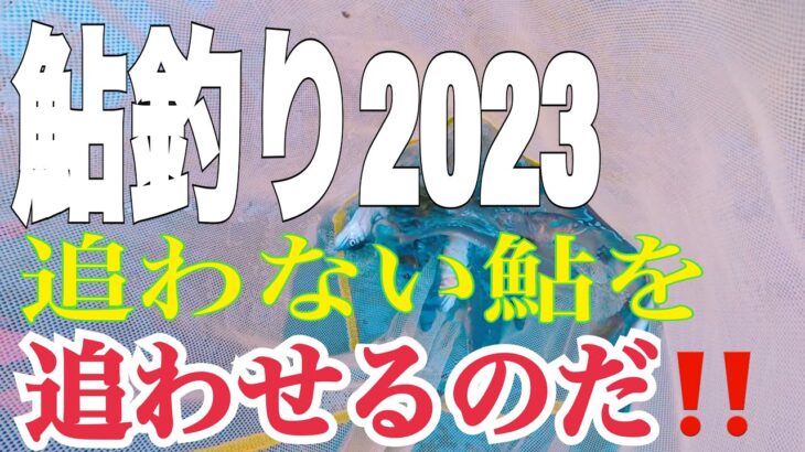 鮎釣り2023 追わない鮎を追わせるのだ