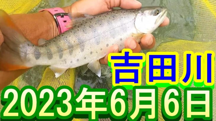 鮎釣り 鶴佐橋上下 小野橋下 長良川支流吉田川 2023年