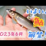 2023年６月１日！いよいよ今年も鮎の解禁！！