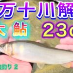 2023 鮎釣り ２　【四万十川解禁　大鮎23cm】