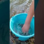 2023年芹川　小鮎釣りの釣果