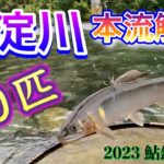 2023 鮎釣り 3　【仁淀川本流解禁　80匹】