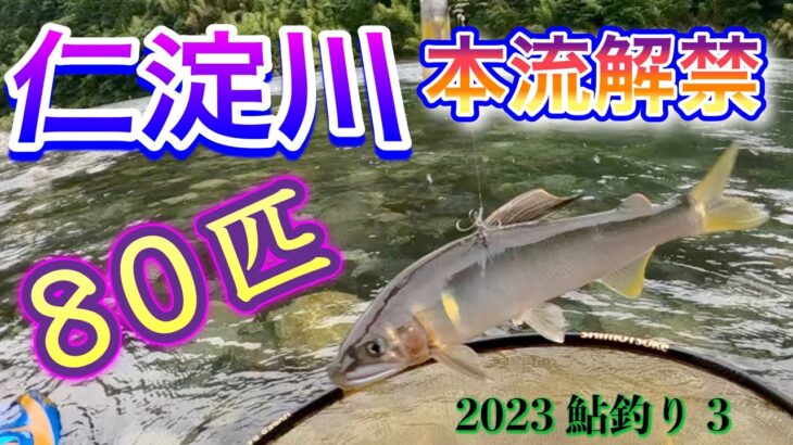 2023 鮎釣り 3　【仁淀川本流解禁　80匹】