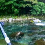 解禁３日後の狩野川でちょこっと鮎釣り【2023】