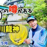 【鮎釣り2023】あの日高川龍神が「釣れない？」本当に釣れないのか突撃！理由もありました。