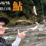 【鮎釣り2023】白川での鮎の友釣り♪ガイドツアーの様子も