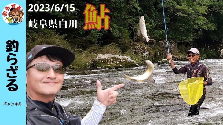 【鮎釣り2023】白川での鮎の友釣り♪ガイドツアーの様子も