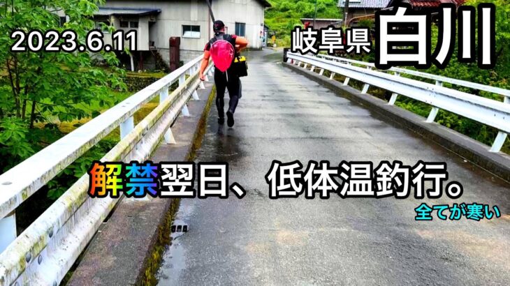 【鮎釣り】白川（岐阜県）｜2023.6.11【友釣り】