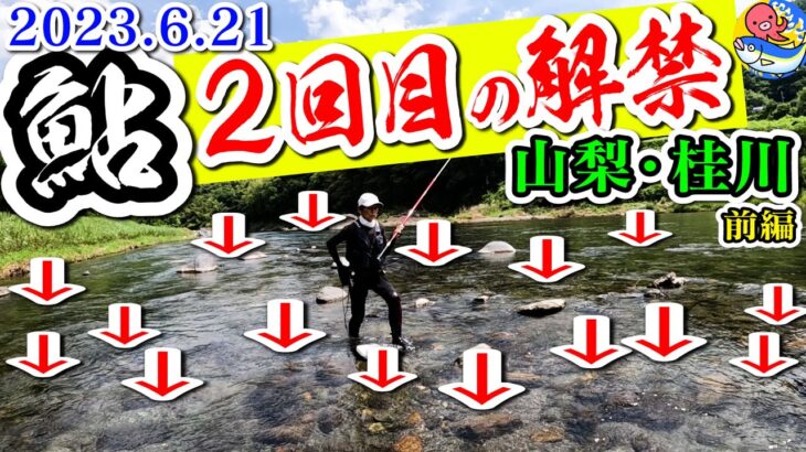 【2023.6.21桂川”鮎釣り”2回目解禁】台風2号も去って入れ掛かりだ!!前編【山梨・桂川】