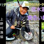 神流川上野村地区。低水温でも黄色い鮎連発!。鮎釣りスパーク!2023（3）