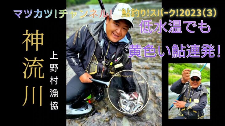 神流川上野村地区。低水温でも黄色い鮎連発!。鮎釣りスパーク!2023（3）