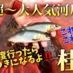 【鮎釣り】✨最強河川✨ 2023年桂川初釣行#6