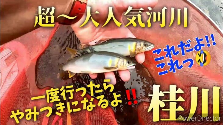 【鮎釣り】✨最強河川✨ 2023年桂川初釣行#6
