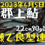 2023年6月5日。長良川郡上鮎。荒瀬で良型連発‼️