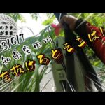 【鮎釣り】2023/6/7 入川しにくい場所は人いない？？