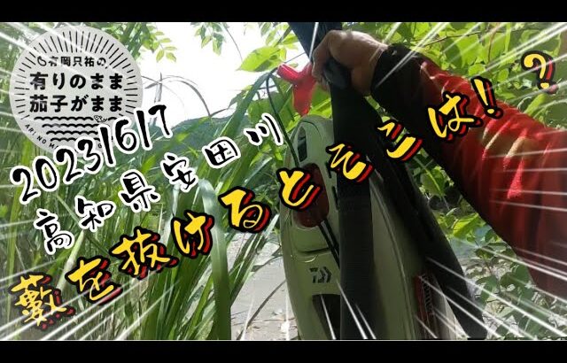 【鮎釣り】2023/6/7 入川しにくい場所は人いない？？