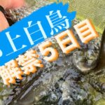 鮎釣り2023年長良川　郡上白鳥　6月7日水曜日　解禁後の場所ムラ？釣り荒れ？