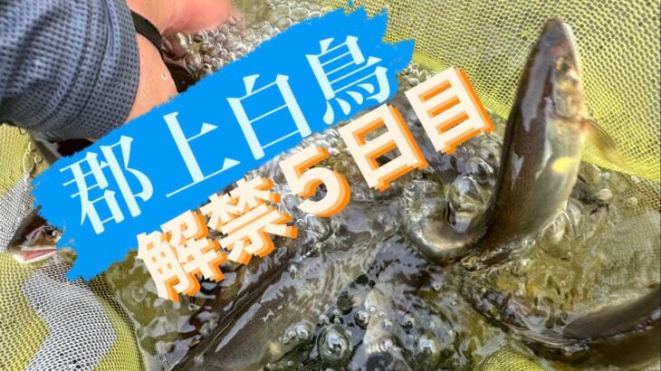 鮎釣り2023年長良川　郡上白鳥　6月7日水曜日　解禁後の場所ムラ？釣り荒れ？