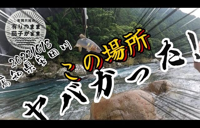 【鮎釣り】2023/6/8 先行者が釣った後を釣る
