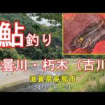 鮎釣り　安曇川・朽木（古川）　2023（R5）.6.21