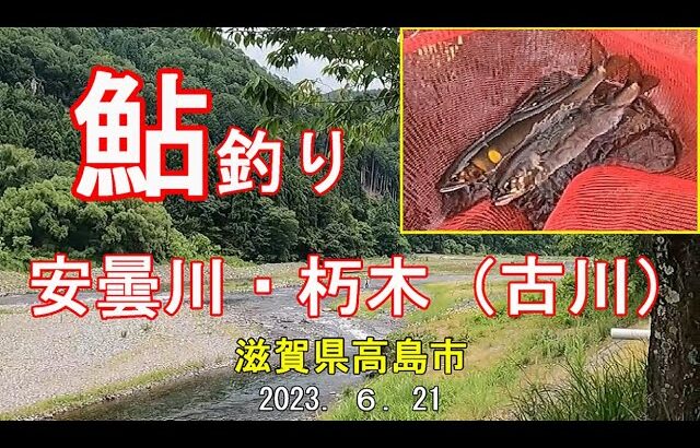 鮎釣り　安曇川・朽木（古川）　2023（R5）.6.21