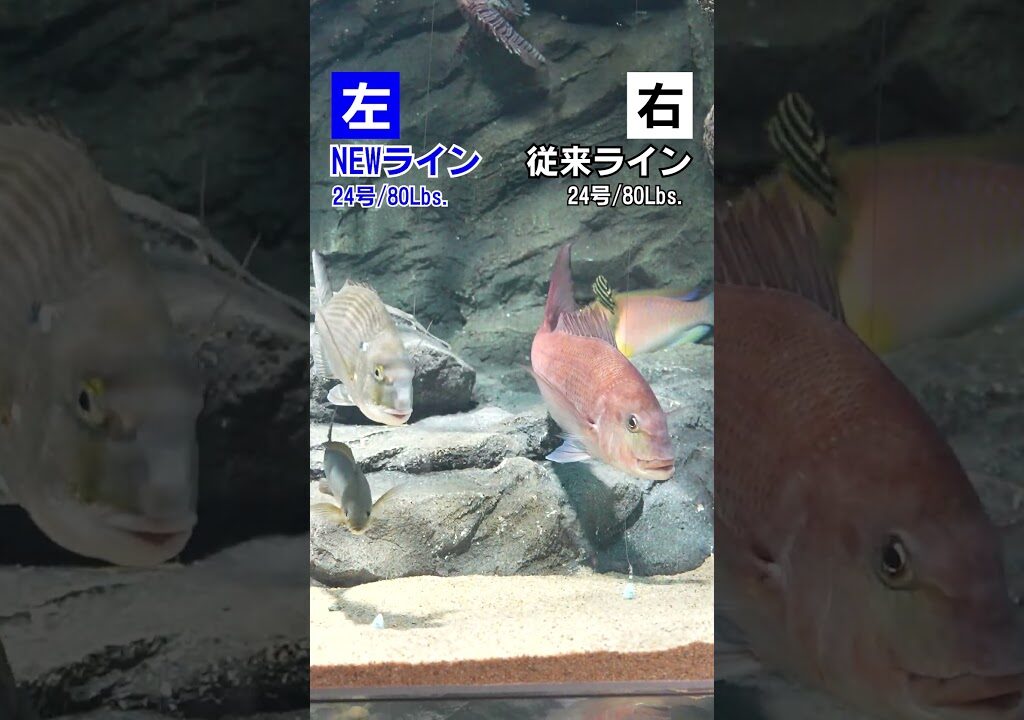 【衝撃映像】続・ヤバいラインできました。従来ラインと比較した映像を公開。どちらも24号80Lbs.の極太ラインでテスト。