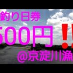 500円/日で鮎釣りができる川@京淀川漁協。大阪湾からの天然遡上アユが釣れる川‼️