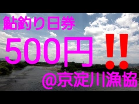 500円/日で鮎釣りができる川@京淀川漁協。大阪湾からの天然遡上アユが釣れる川‼️