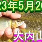 鮎釣り 5cm高クリア 小広瀬橋上 新宮前橋 石ぶり 大内山川 2023年
