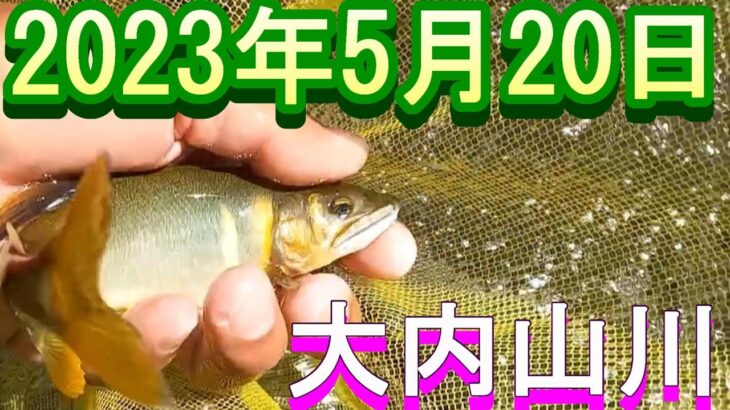 鮎釣り 5cm高クリア 小広瀬橋上 新宮前橋 石ぶり 大内山川 2023年