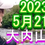 鮎釣り 5cm高クリア 伊良野橋上下 不動野橋上 大内山川 2023年