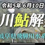 【鮎解禁】6月10日岐阜県白川鮎釣り解禁