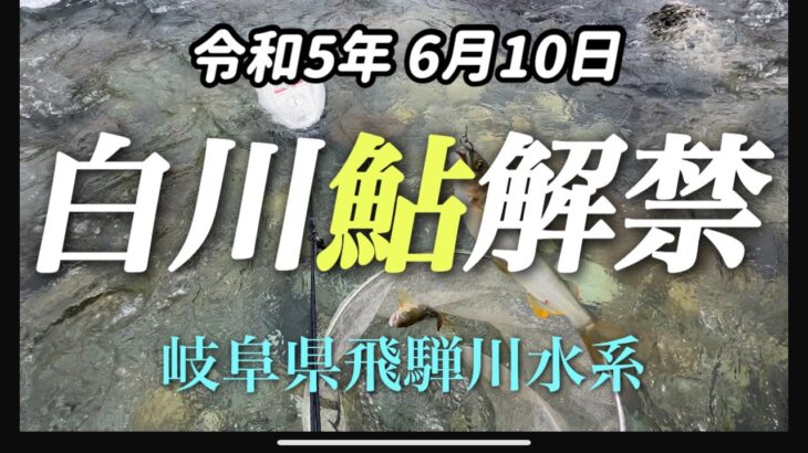 【鮎解禁】6月10日岐阜県白川鮎釣り解禁