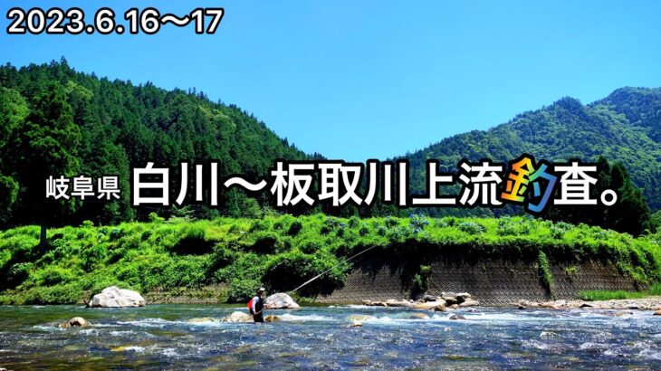 【鮎釣り】BGM間違えたー😭2023.6.16（白川）｜6.17（板取川上流）【友釣り】