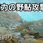 NO15  野鮎の興奮状態が良くわかる！　野鮎の狂暴な一撃　水中映像4連発！