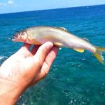 海に川魚『アユ』を投げてみたら…【南部VS北部 磯対決#2】