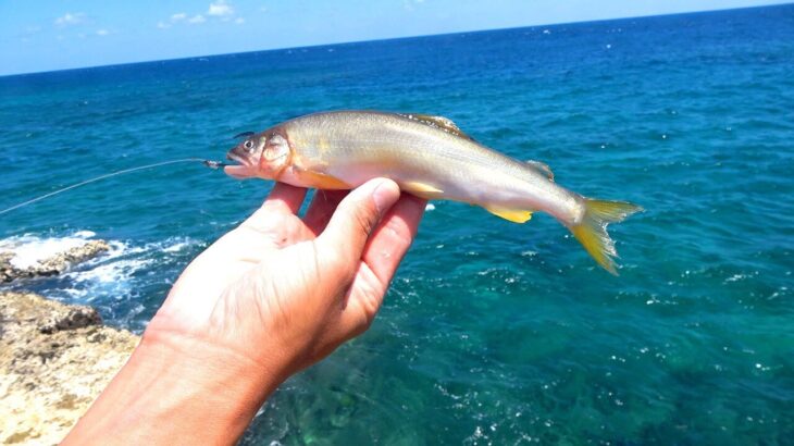 海に川魚『アユ』を投げてみたら…【南部VS北部 磯対決#2】