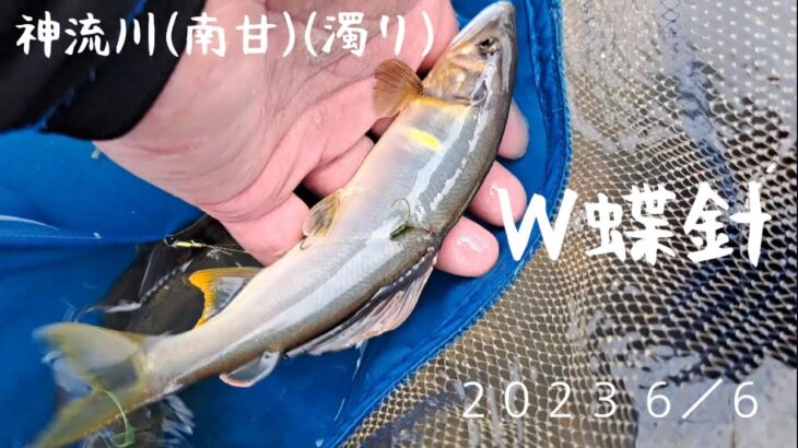 鮎釣り　W蝶針　濁り神流川(南甘)　２０２３ ６／６ 今年も宜しくお願いいたします‼️