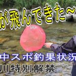 【和良川特別解禁】２日目も絶好釣　中スポ釣果状況取材　鮎釣り　解禁