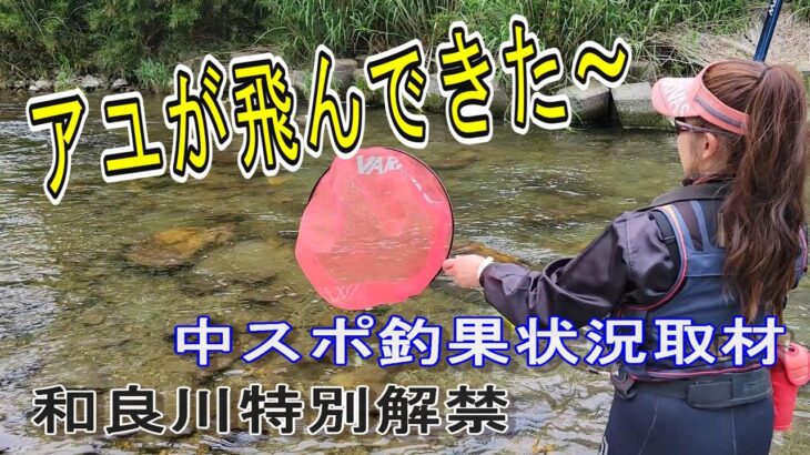 【和良川特別解禁】２日目も絶好釣　中スポ釣果状況取材　鮎釣り　解禁