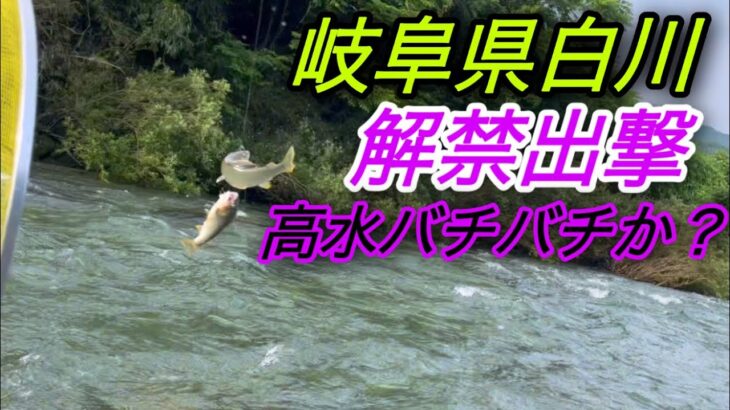 大人気河川。白川解禁出撃！