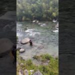 白川の鮎、シーズン開幕