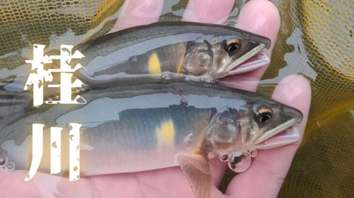 【鮎釣り】【友釣り】アカ飛び、濁りの友釣り。