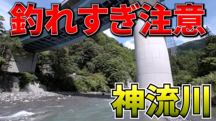 魚影めっちゃ濃い！！神流川の鮎釣りがレベチだった件【鮎釣り】