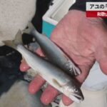 【速報】アユの「トントン釣り」 和歌山、古座川で解禁
