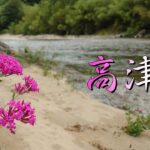 鮎　色々探る　高津川　昨年とは違う