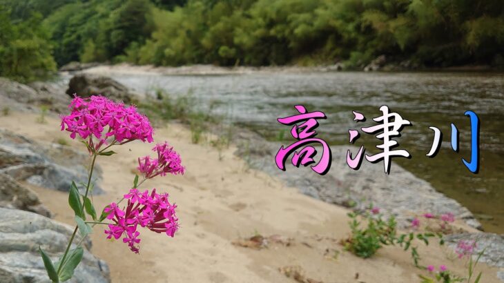 鮎　色々探る　高津川　昨年とは違う