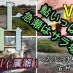 【安曇川廣瀬】鮎いっぱい！急瀬はサラ場？　２０２３．６．１３