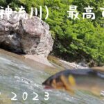 南甘(神流川)　鮎釣り　最高❗　 ６/１９２０２３